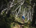 Wie im Bilderbuch – verwunschene Singletrails  durch Birkenwälder, etwa auf halbem Weg.
