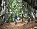E-mountain bike enjoyment in Alsace: three days, 185 kilometres and 5100 metres in altitude, past old castles and small mountain lakes.