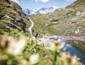 Noch ein paar Meter, dann stehen sie vor uns: Der Blick auf Piz Palü und Piz Bernina tut sich kurz hinter der Passhöhe Forcola di Livigno auf.