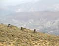 Berge in allen Himmelsrichtungen - nur die Trails muss man erst mal finden. Auf alten Schäferpfaden brausen wir ins Tal.