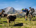 Goats and cows are part of the landscape in the Pyrenees. Some animals are friendly and enjoy human visitors, like the goats at Col de Cantau.