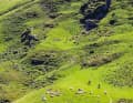 Some of the animals you meet along the route are better avoided, like the cows at the Col de Saucède.