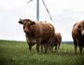 Impressionen vom hessischen Vogelsberg
