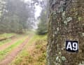 I only know the A9 motorway from Nuremberg to Munich with traffic jams, on the fog-covered hiking trail marked by the Sauerland Mountain Association it was as quiet as a mouse today.
