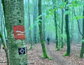The Rothaarsteig trail offers a constant stream of fine, narrow paths.