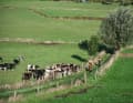 Allgäu-Ambiente in Hollands Bergen
