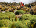 With five thousand metre peaks in the Colombian national park Los Nevados