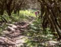 Sobald die Trails in den Wald eintauchen, geht's wurzelmäßig zur Sache.
