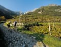 Idyllic vineyards on Monte Zugna: it's hard to imagine that this region was under heavy artillery fire just 100 years ago.