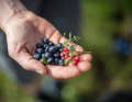 Frisch gepflückte Beeren aus dem Wald.