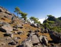 La Palma ist die nordwestlichste Insel der Kanaren. Obwohl sie direkt angeflogen wird, gibt es hier noch keinen Massentourismus. Biker, die ohne Trubel einfach schöne Touren fahren wollen, sind hier am besten aufgehoben. Höchster Punkt: der Roque de los Muchachos, 2426 m.