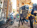 The donkey Nothing works in the Atlas without it. The mules can carry up to 150 kilos through the mountains.