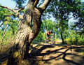 Gnarled trees and dry sandy soil exude an almost Mediterranean flair on the trails in the Haard.