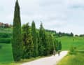 Wide, shallow and bright white: the gravel roads known as strada bianca are typical of Tuscany and extremely kind to the tyres.