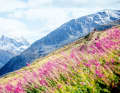 Livigno Flowtrail