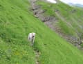 A dog as a spontaneous companion: up the steep meadow slopes of Monte Banditello and onto

 down again on the other side of the valley. His master has to pick him up there later.