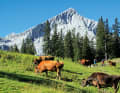 Actually much more beautiful than the chunky Zugspitze: the 2628 metre high Alpspitze.