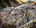 Search picture: A curious observer hides between the rocks.