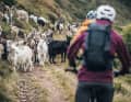 Always working for good cheese: a hundred goats dominate the trail.