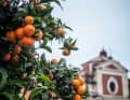 Piazza degli Aranci: Orange trees provide shade and fruit on the market square in Massa.