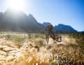 Typical for the region: the flowing trails with small jumps. More information about the trails in South Africa can be found here
.