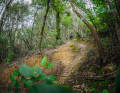 These trails were not only created by wild boars... 