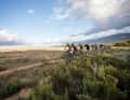 Cape Epic: Etappenrennen durch die wunderbare Landschaft des Westkaps Südafrikas.