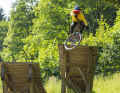 Viagra for the nerves: With the Propain, you don't want to miss a stunt. The full suspension and comfortable handling boost your confidence in every riding situation.