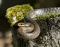 Shy and harmless: the Aesculapian snake.
