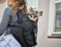 Quasi the original form of the Chrome bags: Messenger bag, here with dog, instead of mail.
