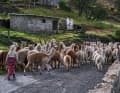 Llamingos, die ecuadorianische Lama-Variante. | .