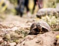 Tortoises are as common in the forest as squirrels are here - a little less agile.