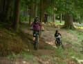 Die Trails im Wald bieten abwechslungsreiche Linien, Wurzeln und leicht technische Passagen.