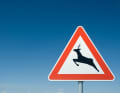 250.000 accidents de gibier par an sont imputables aux automobilistes et aux motocyclistes. 30 accidents ont été recensés avec des cyclistes.
