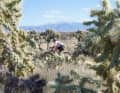 Spikes everywhere: you always have to be on your guard against contact with cacti on the narrow race track.