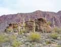 The saguaro cacti stand like gigantic pillars in the landscape.