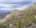 Cacti close together: the typical vegetation around Tucson.
