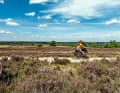 A dream in purple: the Lüneburg Heath Nature Park in bloom.