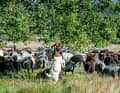 Heidschnucken - and goats - are the natural landscape managers of the heathland.