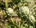 On the way, you roll past huge fields of artichokes. The slightly bitter but extremely tasty thistle plants are a speciality of Brittany.