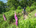 The iconic Fingerhut Trail in Eberbach.