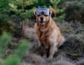 Sweet Protection hat mit der Deckard MTB Goggle eine neue Brille am Start, die mit großem Sichtfeld und stabiler Passform auch dem Trail-Dog gefällt. Ihr Haupt-Einsatzgebiet sind aber Enduro- und Gravity-Rides.