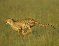 The fastest on solid ground: the cheetah.  The wild cat can reach speeds of up to 120 km/h in a short sprint.