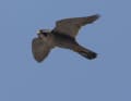 The fastest of the skies: the peregrine falcon. The bird of prey reaches high speeds in a dive. 389 km/h have allegedly already been measured. The special plumage of the peregrine falcon favours the high falling speed.