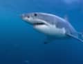 The fastest in the water: the mako shark with its perfectly streamlined outline. The mako can allegedly reach 110 km/h, just like the blue marlin.