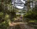 The route leads through dense forests...