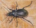 It’s bloody fast: the ground beetle. But if it crosses the trail at the wrong time, it’s just a snap. Even its powerful jaws are no use then. It can even crack open vineyard snails.