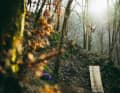 Action between branches and leaves: "Maybe that's what Rampage organiser Todd Barber sees".