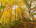 Bounce through a bed of leaves: The trails are never softer than in autumn, when thick leaves lie on the roots.