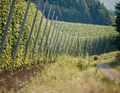 The hop vines, some of which the Hallertau Hop Tour passes right by, reach up to seven metres high.